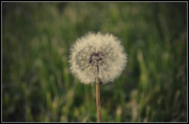 dandelion!