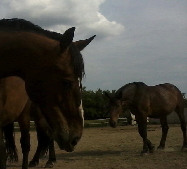 Wpis brysiahorse