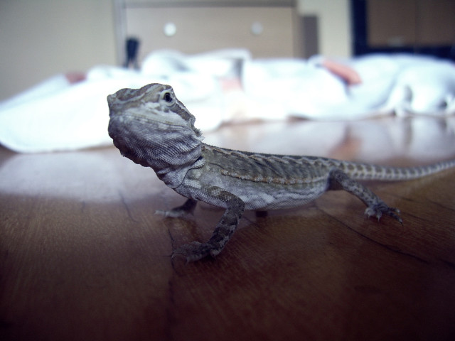 kali  :)