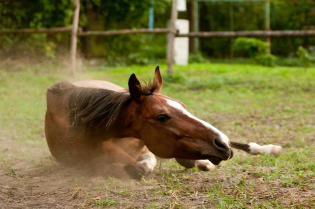 Wpis keepongalloping