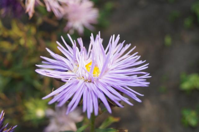 flower. 
