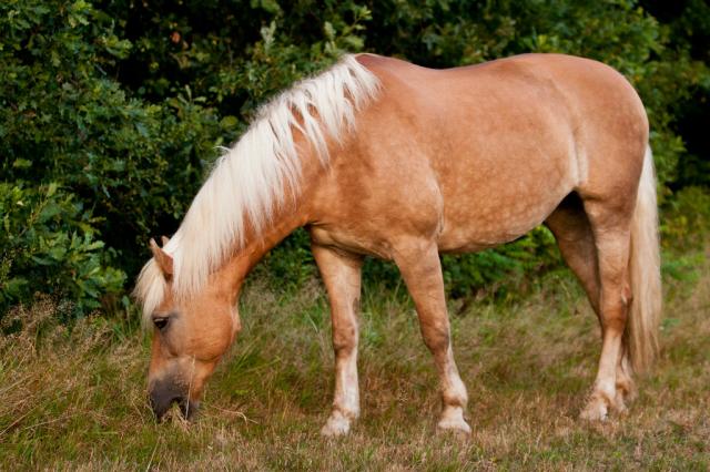 Wpis keepongalloping