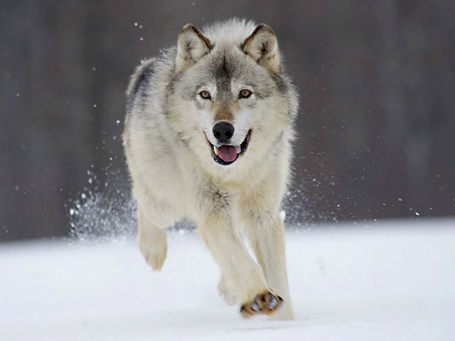 Grey Wolf
