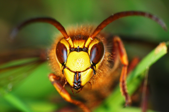 Hornet