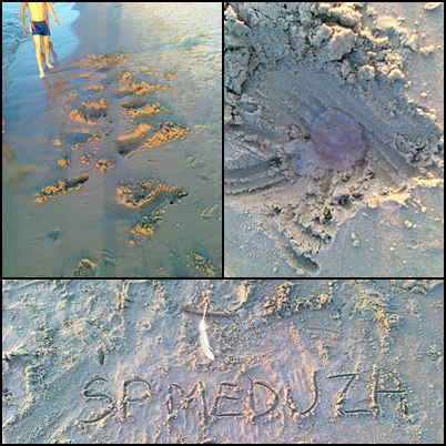 jellyfish