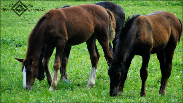 Horses