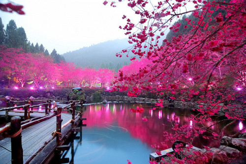 Japonia-Sakura