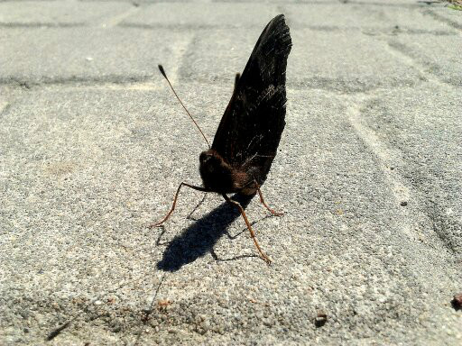 Motyl...