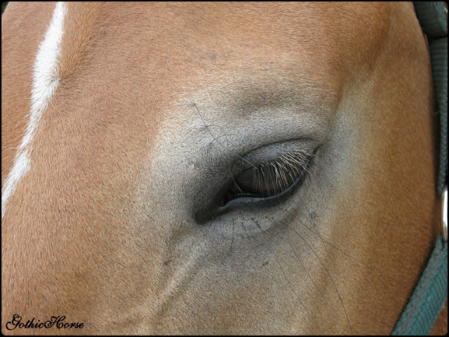 Wpis gothichorse