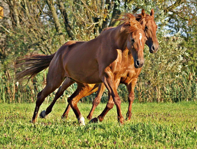 Wpis chestnuttalisman