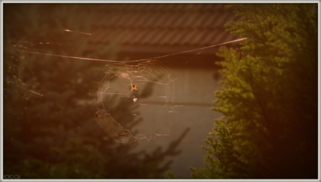 spider 