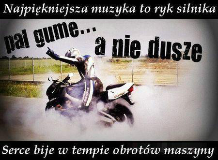 Wpis lisica14