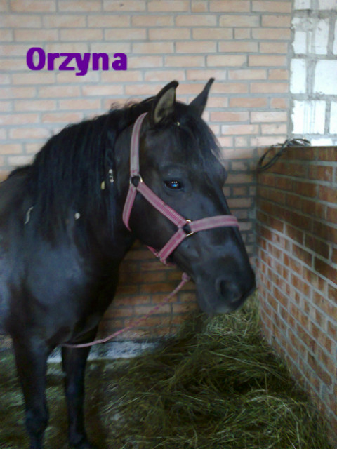 Orzynka