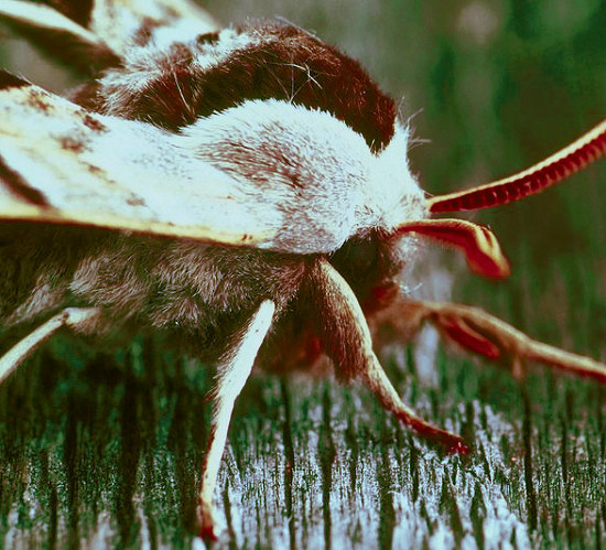 Moth