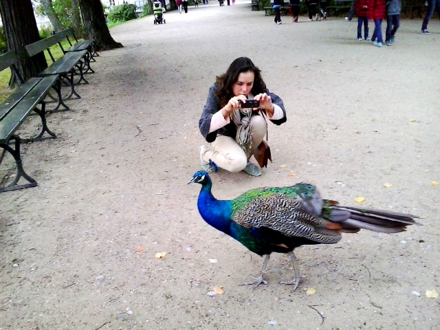 The beautiful peafowl *.*