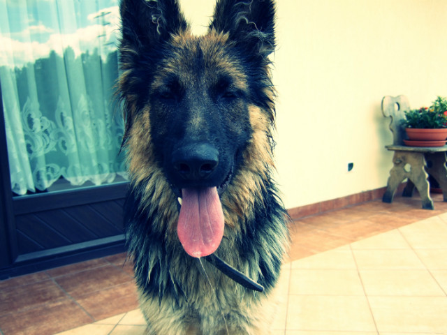 Wirus