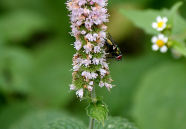 musca domestica?!