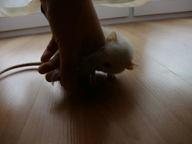 Bulibu znw.