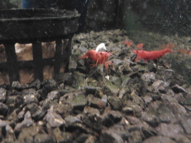 krewecie ;d