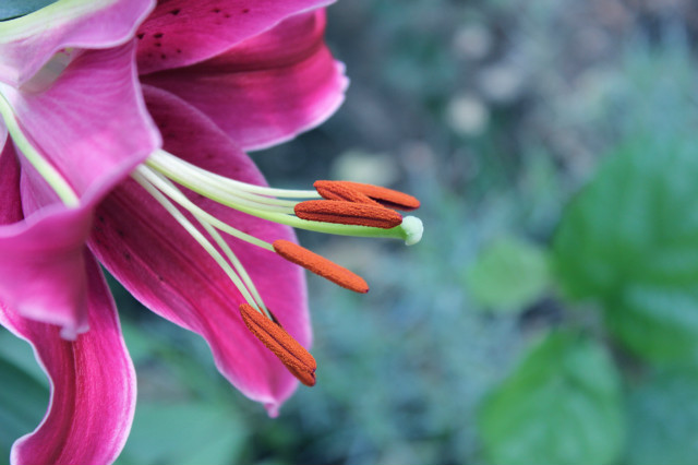 Wpis bloomy