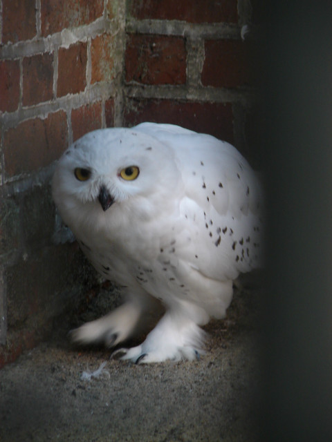Hedwiga i Groszek