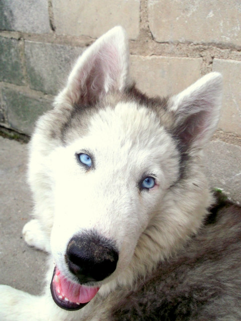 Luna:*