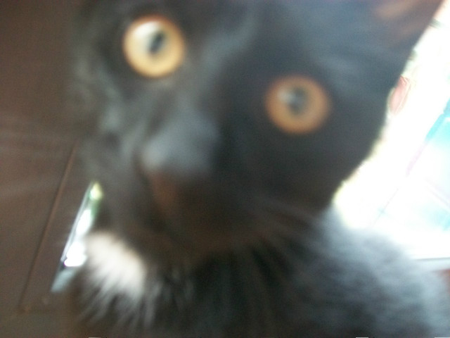 Kocia 