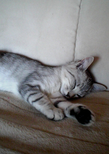 Moli.