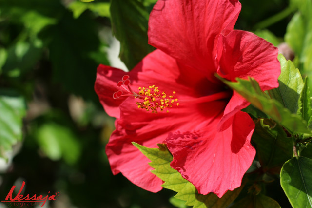 872 - Red hibiscus