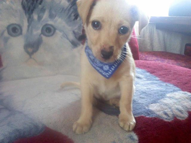 Rose mj ukochany piesek ;*
