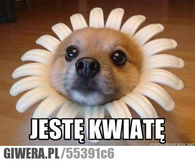 Wpis liza987