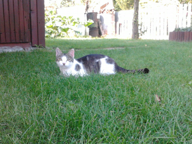 Wpis lolcat