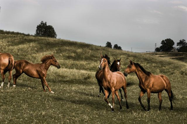 Wpis mikiandhorse
