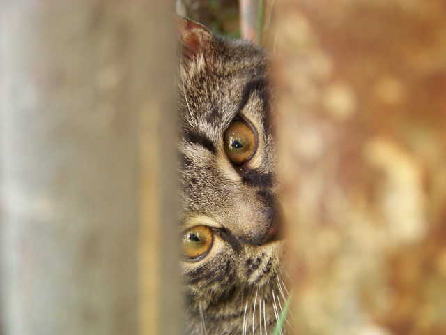 Tofik :)