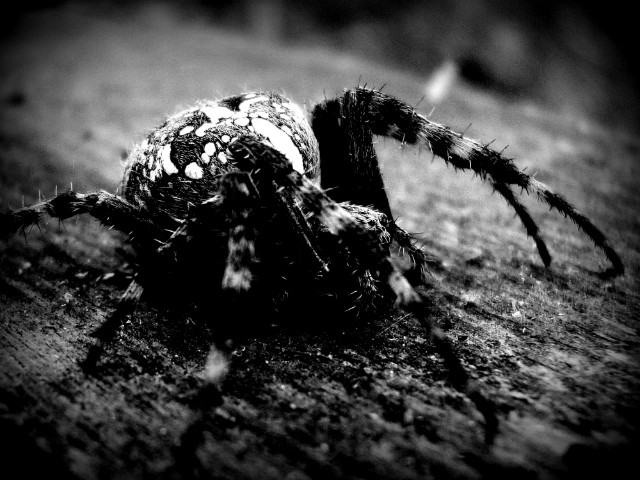 little spider :D