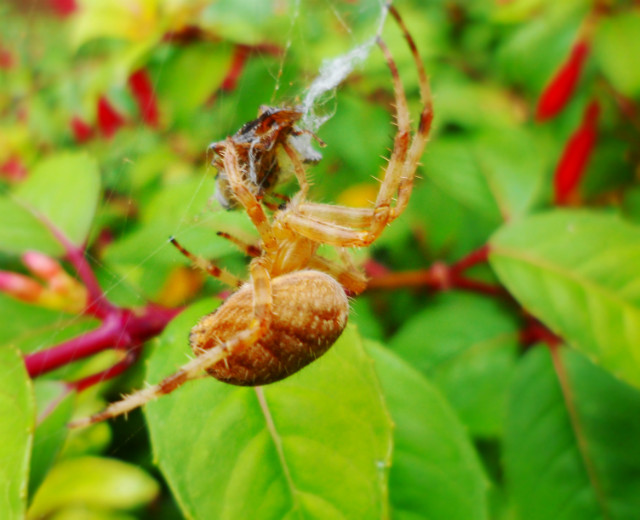 Hungry spider...