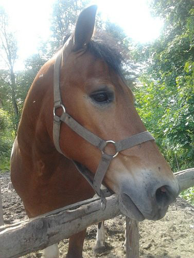 Chuzarek ;* 
