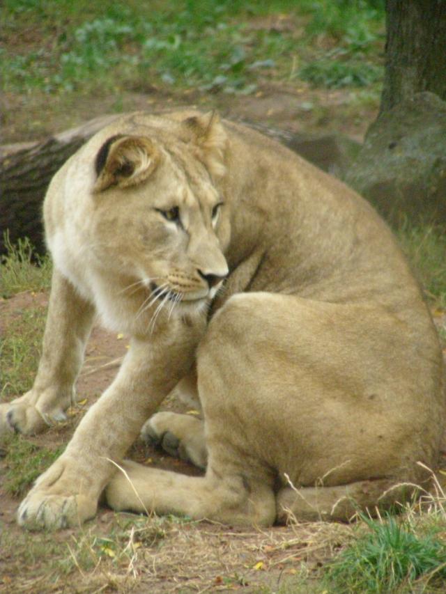 Takie tam zdjecie lwicy w Zoo