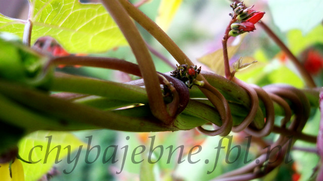 Wpis chybajebne