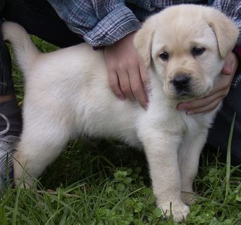 Labrador 