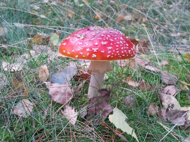 poisonous toadstool