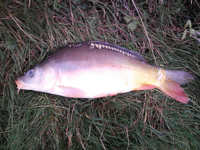 KARP