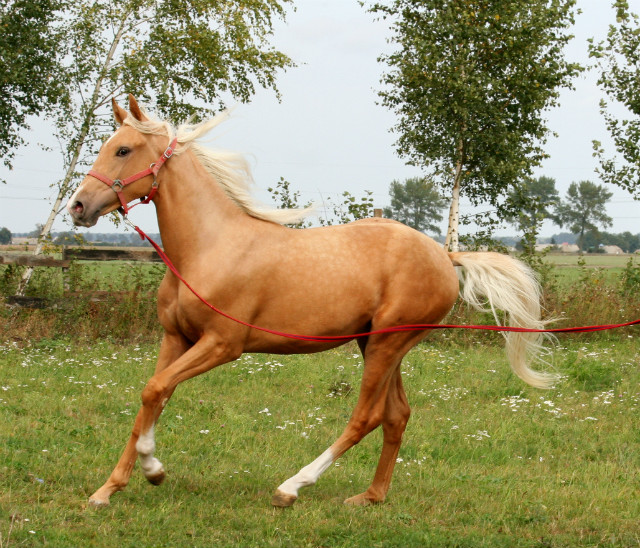 OCTAVIUS