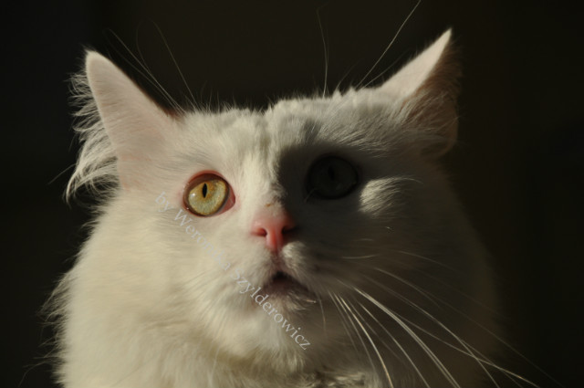 kici