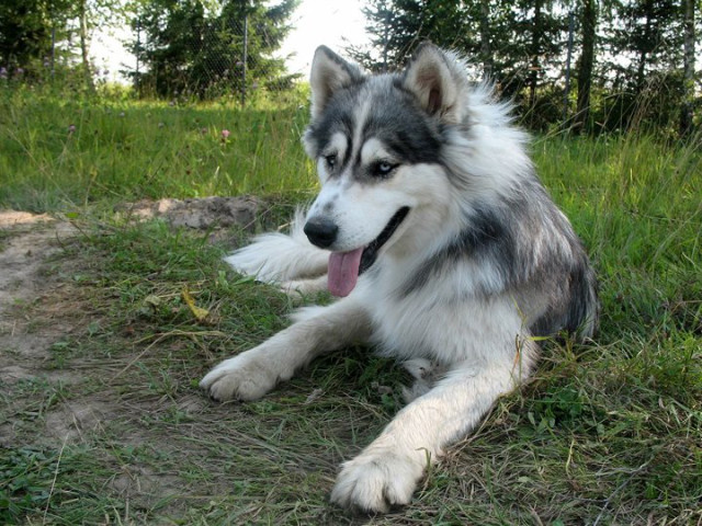 Hasu