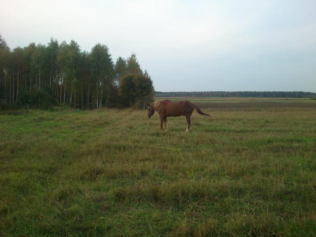 z podniesionym ogonem 