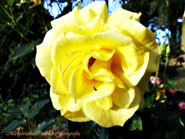 ~my dirty rose~