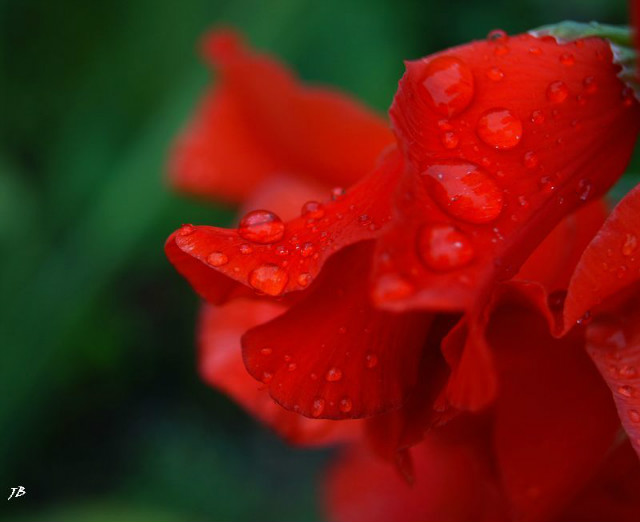 red
