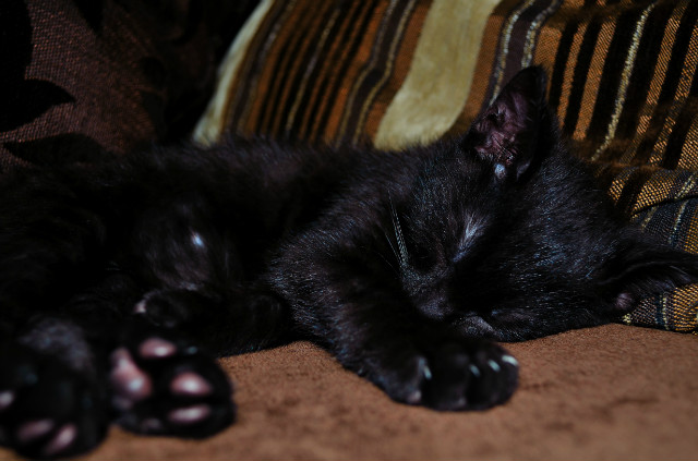 Kotek :3