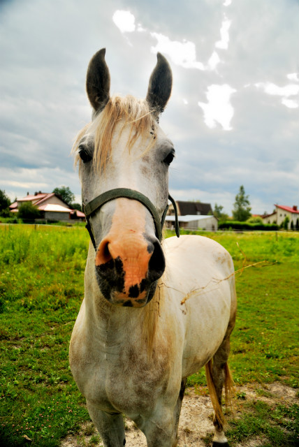 konik